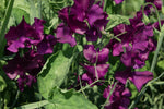 Spencer Midnight Sweet Pea