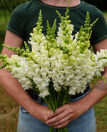 Potomac Ivory White Snapdragon