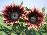 Cherry Rose Sunflower