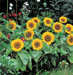 Big Smile Sunflower