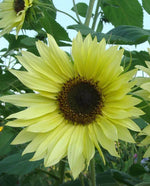 Lemon Queen Organic Sunflower