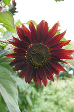 Moulin Rouge Sunflower