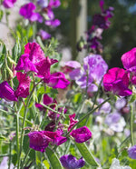 Bijou Blend Sweet Pea