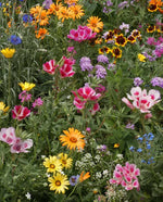Knee High Meadow Wildflower Blend