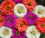 Under the Sea Zinnia