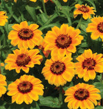 Soleado Zinnia