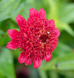 Sanguinea Cupcake Zinnia