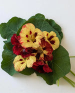 Bloody Mary Nasturtium