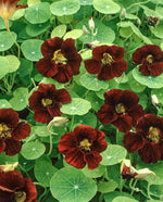 Black Velvet Nasturtium