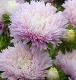 King Size Appleblossom Aster