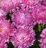 King Size Rose Aster