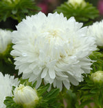 King Size White Aster