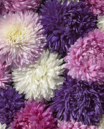 King Size Formula Mix Aster