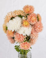 The Roses Mix China Aster