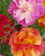 XL Jelly Beans California Poppy