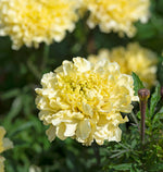 Marigold 'Sugar & Spice'