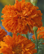 Kees' Orange Marigold