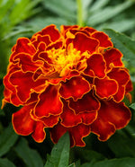 Red Cherry Marigold