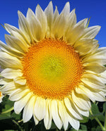 ProCut White Lite Sunflower