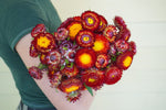 Copper Red Strawflower