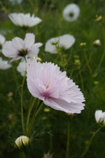 Cupcake Blush Cosmo