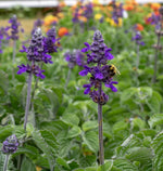 Big Blue Salvia