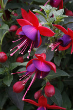 Fuchsia 'Aretes' Series