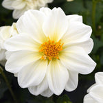 Dahlia 'Figaro' Series
