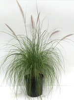 Pennisetum 'Fuzzy'