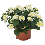 Lantana 'Havana' Series