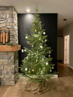 Local Manitoba Spruce 3 - 5ft