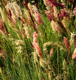 Ruby Grass