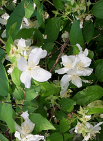 Mock Orange 'Galahad'