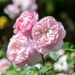 David Austin Rose 'Gentle Hermione'