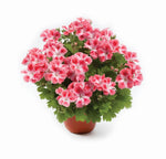 Regal Geranium 'Candy Flower' Series