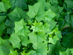German Ivy