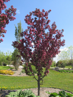 Flowering Crabapple 'Gladiator'