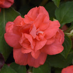 Impatiens Double 'Glimmer' Series