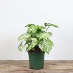 Nephthytis 'Glo Go'