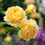 David Austin Rose 'Golden Celebration'