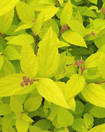 Spirea 'Goldmound'