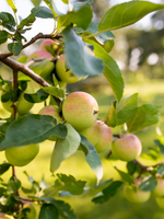 Apple Tree 'Goodland'