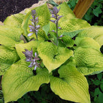 Hosta 'Coast to Coast'