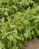 Genovese Basil