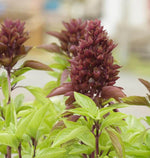 Cardinal Certified Organic Basil