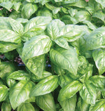 Dolly Certified Organic Basil
