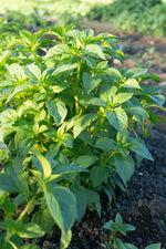 Helios Lemon Basil