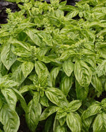 Sweet Organic Basil