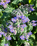 Borage