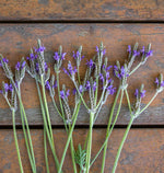 Spanish Eyes Lavender